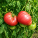 TUNDRA TOMATO