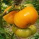AMBER FATTY TOMATO