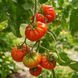 AMERICKE PIRAMIDNI TOMATO