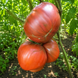 BLACK BULL TOMATO