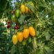 BLUSH TOMATO