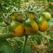 FAVORIE DE BRETAGNE TOMATO