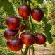 GARGAMEL TOMATO