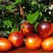 GARGAMEL TOMATO