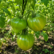 GREEN HEART OF SOFIA TOMATO