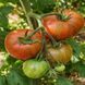 GUNMETAL GREY TOMATO