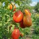 KECSKEMETI-549 TOMATO