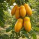 MARCHENGOLD TOMATO