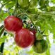 STRAWBERRY TIGER TOMATO
