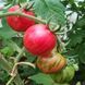 STRAWBERRY TIGER POMIDOR