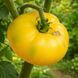 TIRED SUN TOMATO