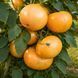YELLOW BARN TOMATO