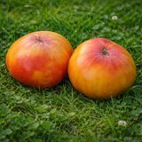CHUPA-CHUPS BICOLOR TOMATO