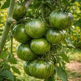 NUTMEG ZEBRA TOMATO