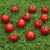 RENEDA TOMATO