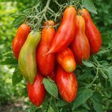 SPANISH DANCER TOMATO