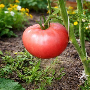 RED FLOWER TOMATO