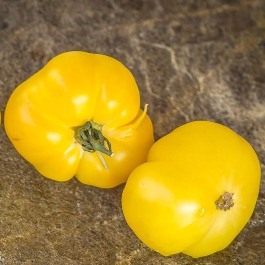 GAIL TOMATO