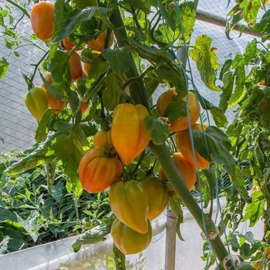 MARINA'S PRAISE TOMATO