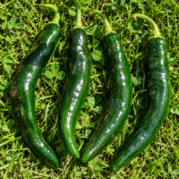 PASILLA BAJIO