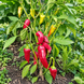 AJVARSKI PEPPER