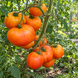 FIERY HEARTS TOMATO