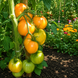 YELLOW COOKIE TOMATO