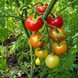 MEXICAN HONEY TOMATO