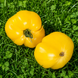 GAIL TOMATO