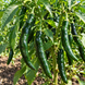 PASILLA BAJIO