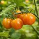 BICOLOR CHERRY TOMATO