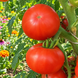 DWARF KODIAK KING TOMATO