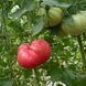JUVEL TOMATO