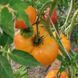 СКАЗОЧНЫЙ ФРУКТ (MARCHENFRUCHT) ТОМАТ