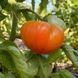 MARCHENFRUCHT TOMATO