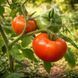 SOPHIE&rsquo;S CHOICE TOMATO