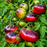 BLUE PEAR TOMATO