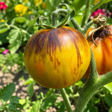KRYPTONITE TOMATO
