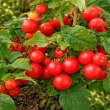 GERANIUM KISS TOMATO