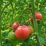 MONTE ROSA TOMATO