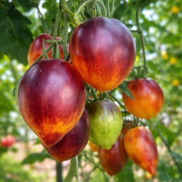 MORDOVIAN CARAMEL TOMATO