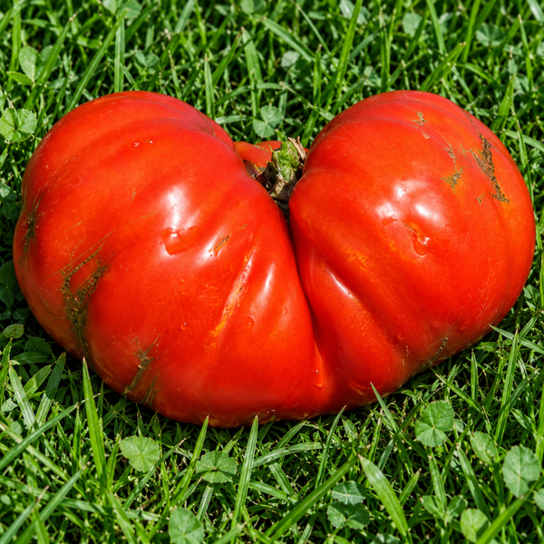 JAJKA BYKA (BULL&rsquo;S EGGS)