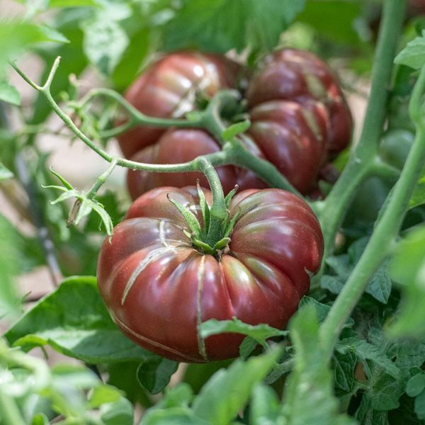 ФІОЛЕТОВИЙ ГАРБУЗ (PURPLE CALABASH) T10-33 фото