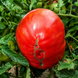 CASTLE CHARTRES TOMATO
