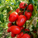 LAYING HEN TOMATO