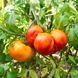 ANAWINE TOMATO