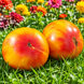 DWARF ROSELLA BICOLOR TOMATO