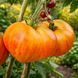 LIUDMYLA DREAM&rsquo;S TOMATO