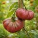 PURPLE CALABASH TOMATO