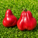 REBELPIK TOMATO